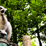 Zoo di Salisburgo