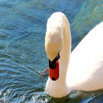 Cigno