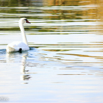 Cigno